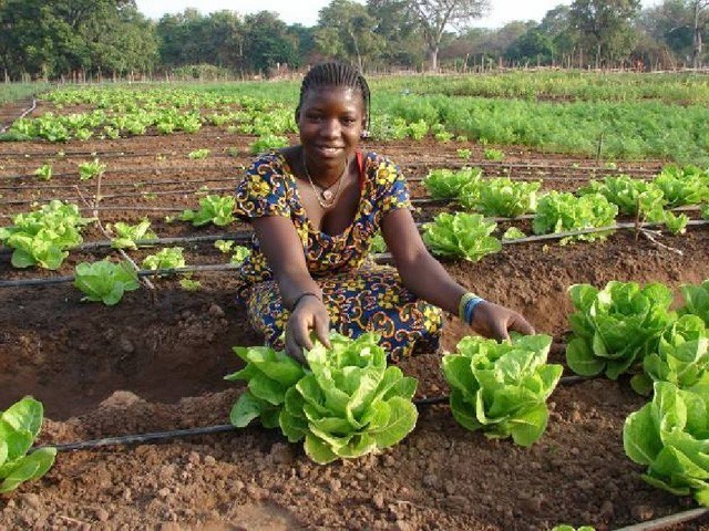 Call for Proposals for Investment Projects Focused on Agro-Processing in Northern Uganda