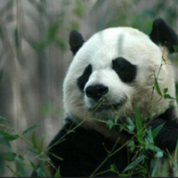 Farm Animals in Asia: Funding the Future - fundsforNGOs Farm Animals in Asia: Funding the Future