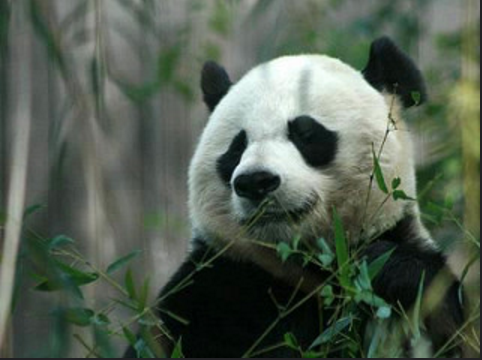 Farm Animals in Asia: Funding the Future