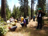 Submit Proposals for Forest Innovation Program - Canada