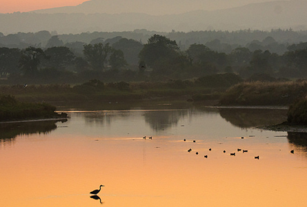 Wetland Habitat Improvement Grants Program (Australia)