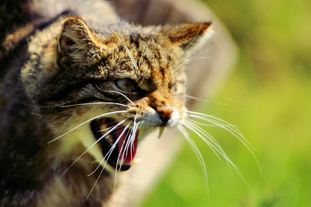Animal Assistance Foundation Grant Program – US