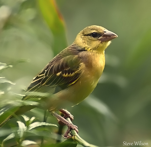Hong Kong Bird Watching Society Asia Conservation Fund