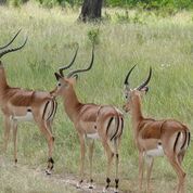The Alongside Wildlife Foundation Grant Program