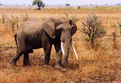 Elephant Conservation and Research Funding Support in Asia & Africa