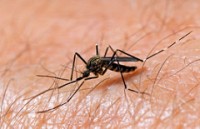 National Institute of Health: Seeking Applications for Zika Virus (ZIKV) Complications