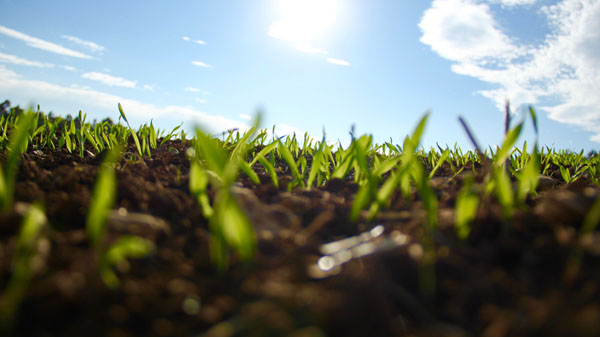 USDA-NIFA Request for Proposals: Agriculture and Food Research Initiative Foundational Program in the U.S.