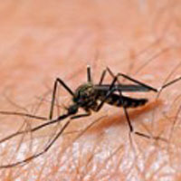 Malaria