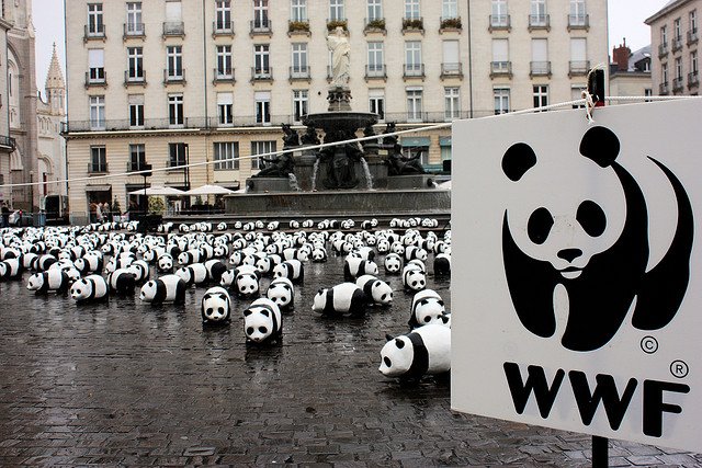 World Wildlife Fund: Inviting Local Organizations for Conservation Workshop Grants