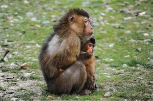 The Albert Schweitzer Animal Welfare Fund: Inviting Applicants based in the United States of America