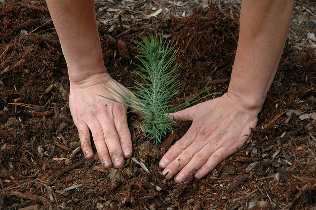 Urban Forestry Startup Grants in the US
