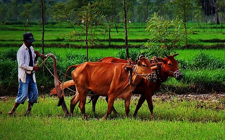 Social Alpha Agritech Innovations Challenge 2.0 (India)