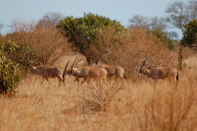 Africa-Based Animal Welfare Organization Grant Program