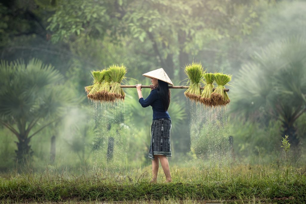 EU-GCCA+ Flagship Initiative: Supporting Climate Smart Agriculture for Smallholders in Republic of Mauritius