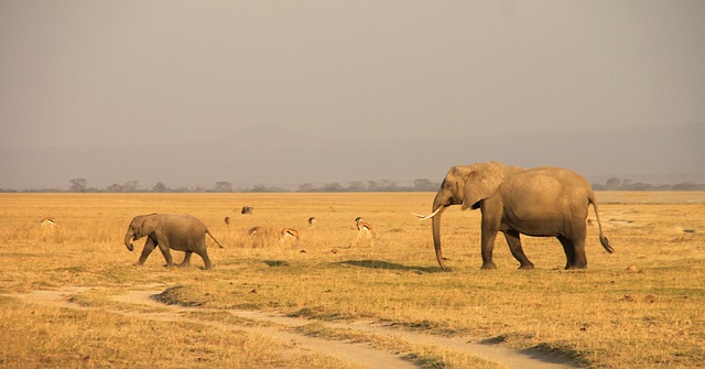 Wildlife