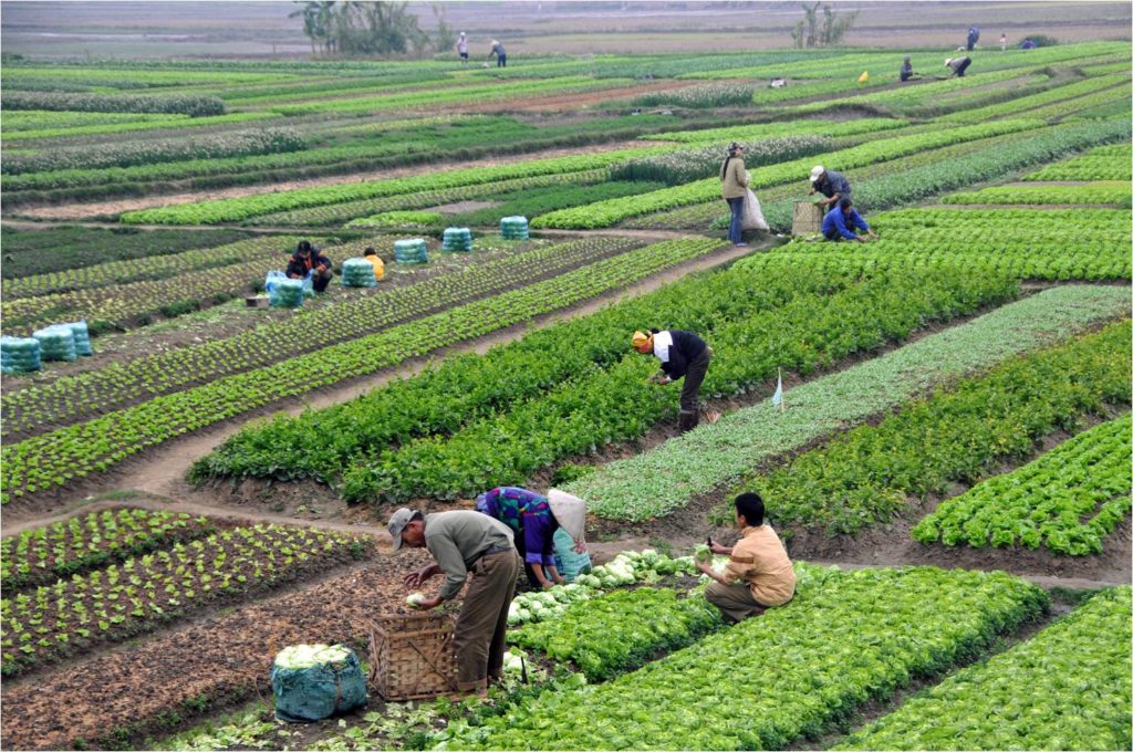 Apply to be a Part of Pusa Krishi's Pre-seed Incubation Program (India)