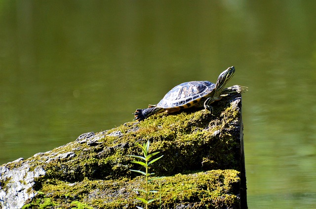 Call for Applications: Turtle Conservation Fund Grant Program
