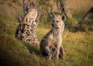 Habitat Conservation Stamp Initiative Grant Program - Canada