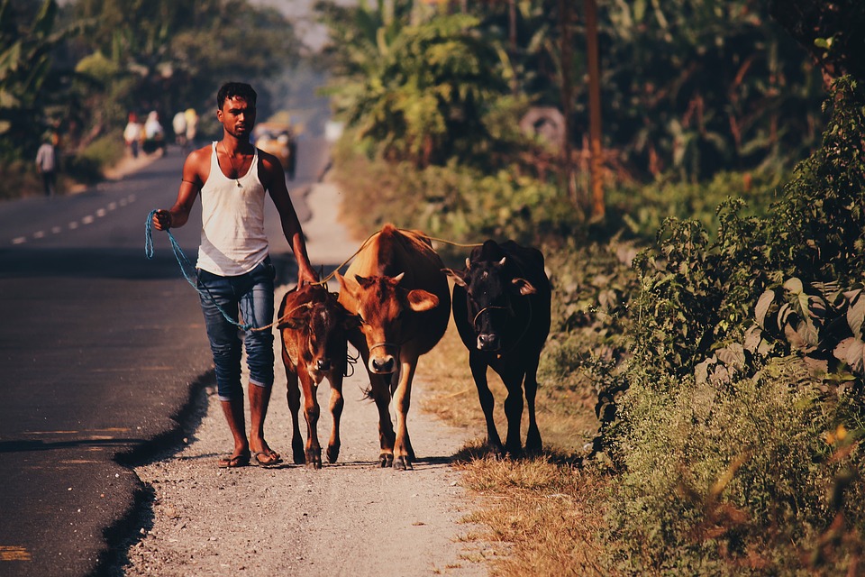 JSIF invites for Rural Economic Initiative (REDI II) Project - Jamaica