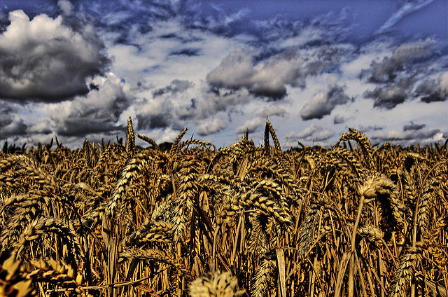 Agriculture