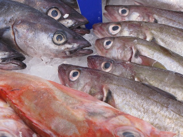 EJN’s Reporting Project on Illegal Fishing in Ecuador