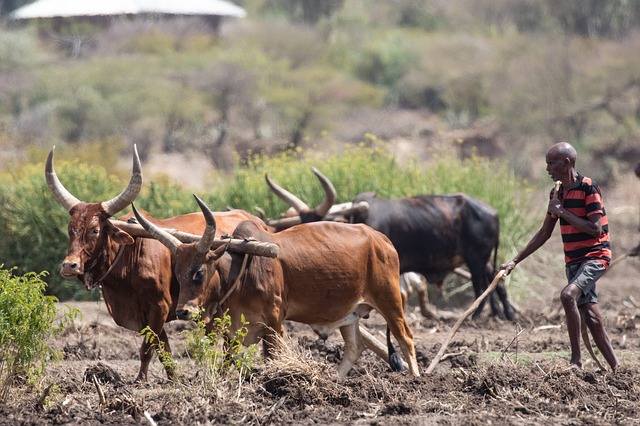 Call for Proposals: Implementation of the Activities Under The Arab Region Programme on Good Land Governance in Support to Inclusive Development, Peace and Stability