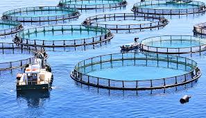 Call for Proposals: InnoVet-AMR 2.0 in Food-Producing Animals - Ruminants & Aquaculture