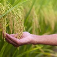 Food Insecurity Grants in the UK - fundsforNGOs Food Insecurity Grants in the UK