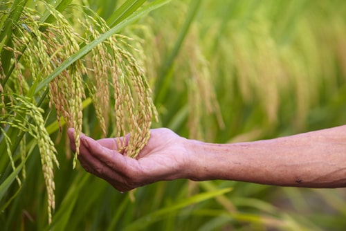 Food Insecurity Grants in the UK