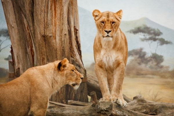 Emerging Wildlife Conservation Leaders Grant Program
