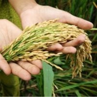 Food Insecurity Grants in the UK