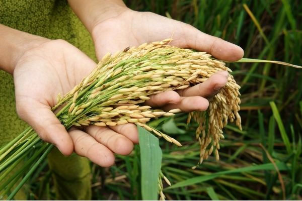 Food Insecurity Grants in the UK
