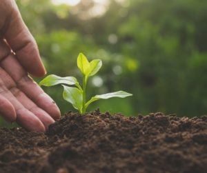 Project Grants for Research within Plant Science, Agriculture and Food Biotechnology