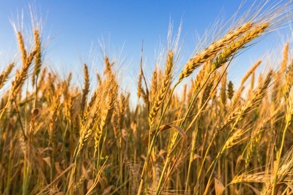 USDA NOFO: Upgrading and Improving the Use of Feed Ration Formulation Software