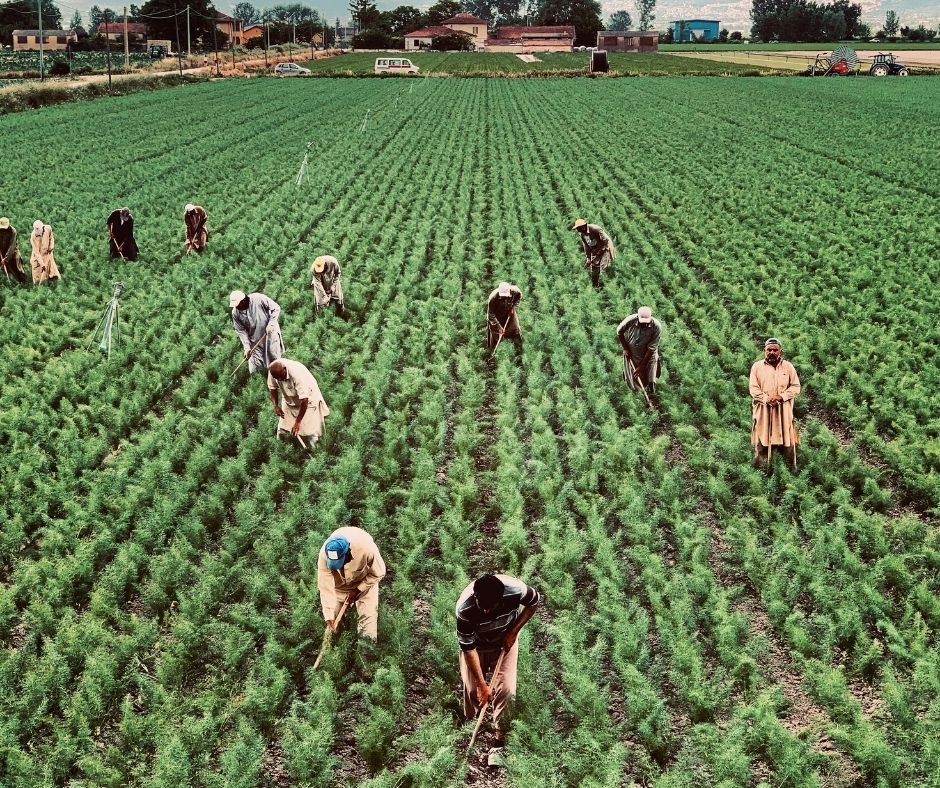 Grants for Enhancing Modernization & Innovative Management in Agricultural Sector (Macedonia)