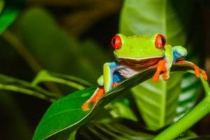 Nature Restoration Fund in the UK