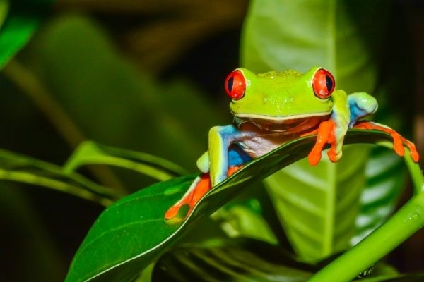 Nature Restoration Fund in the UK