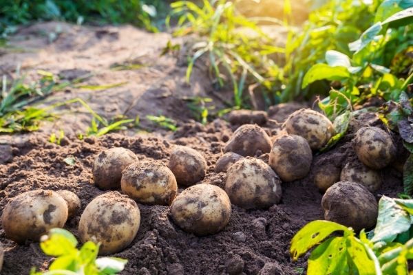 Orange Knowledge Programme: Potato Sector Development for Emerging Markets 2021