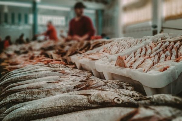 Call for Proposals: InnoVet-AMR 2.0 in Food-Producing Animals - Ruminants & Aquaculture