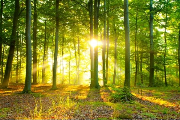 Rooting Resilience Funding Program for Community Based Organizations in the US