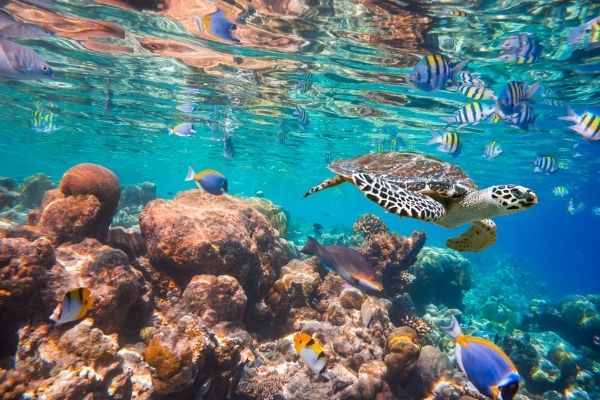 ORRAA providing Grants to finance Next-gen of Innovative Ocean Finance Projects