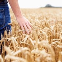 Developing Sustainable and Competitive Land-based Protein Crop Systems and Value Chains