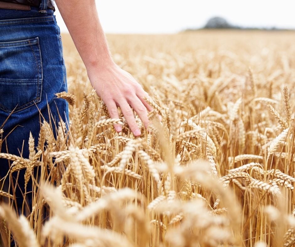 Developing Sustainable and Competitive Land-based Protein Crop Systems and Value Chains