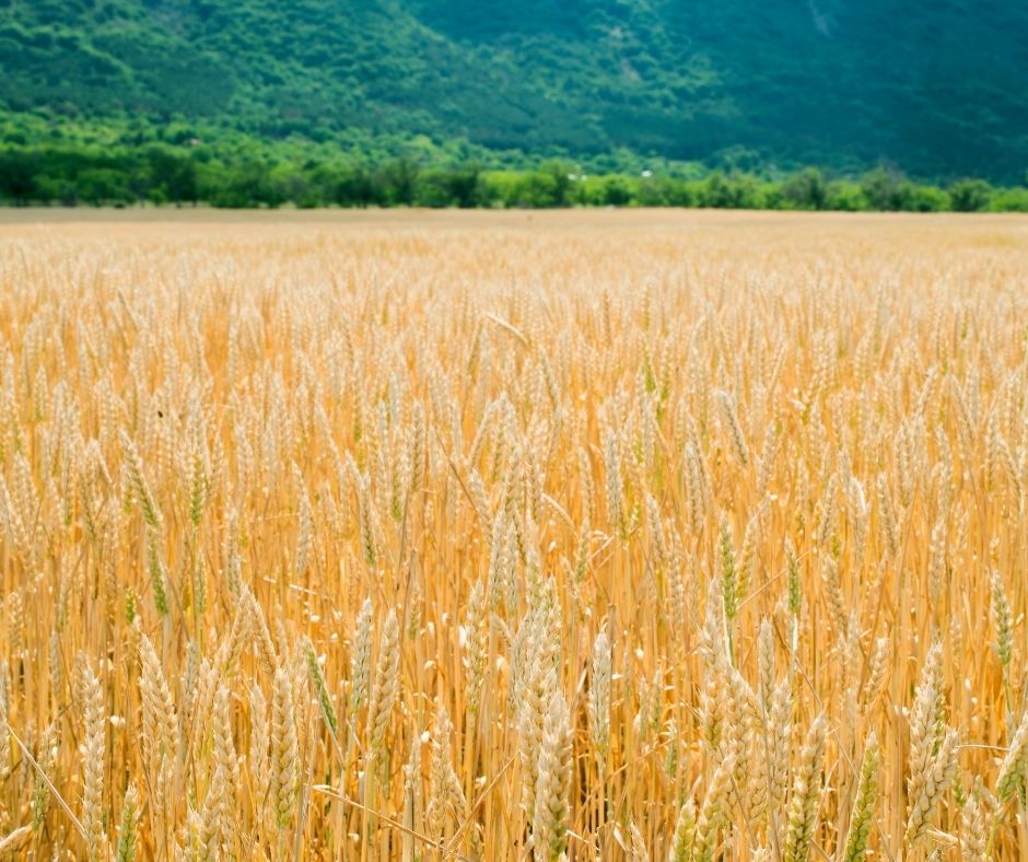 European Commission: Fostering Organic Crop Breeding