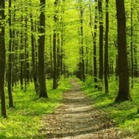Apache Corporation Tree Grant Program in the US - fundsforNGOs Apache Corporation Tree Grant Program in the US