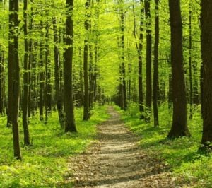 Apache Corporation Tree Grant Program in the US