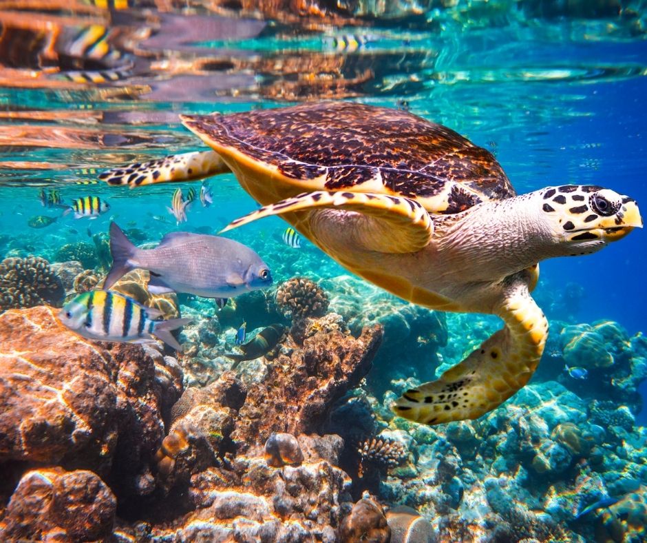 The MedFund launches Call for Interest for Marine Protected Areas