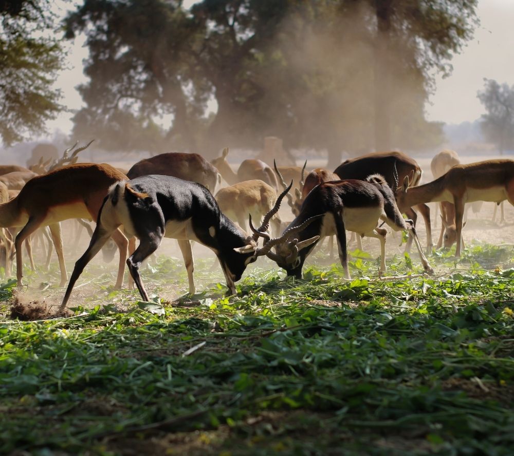 Illegal Wildlife Trade Challenge Fund: Round 9
