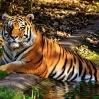 BLM: Idaho Wildlife Resource Management Program (US)