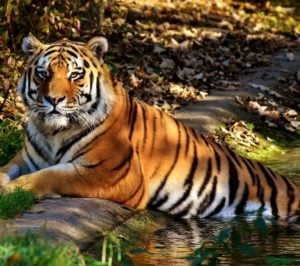 BLM: Idaho Wildlife Resource Management Program (US)